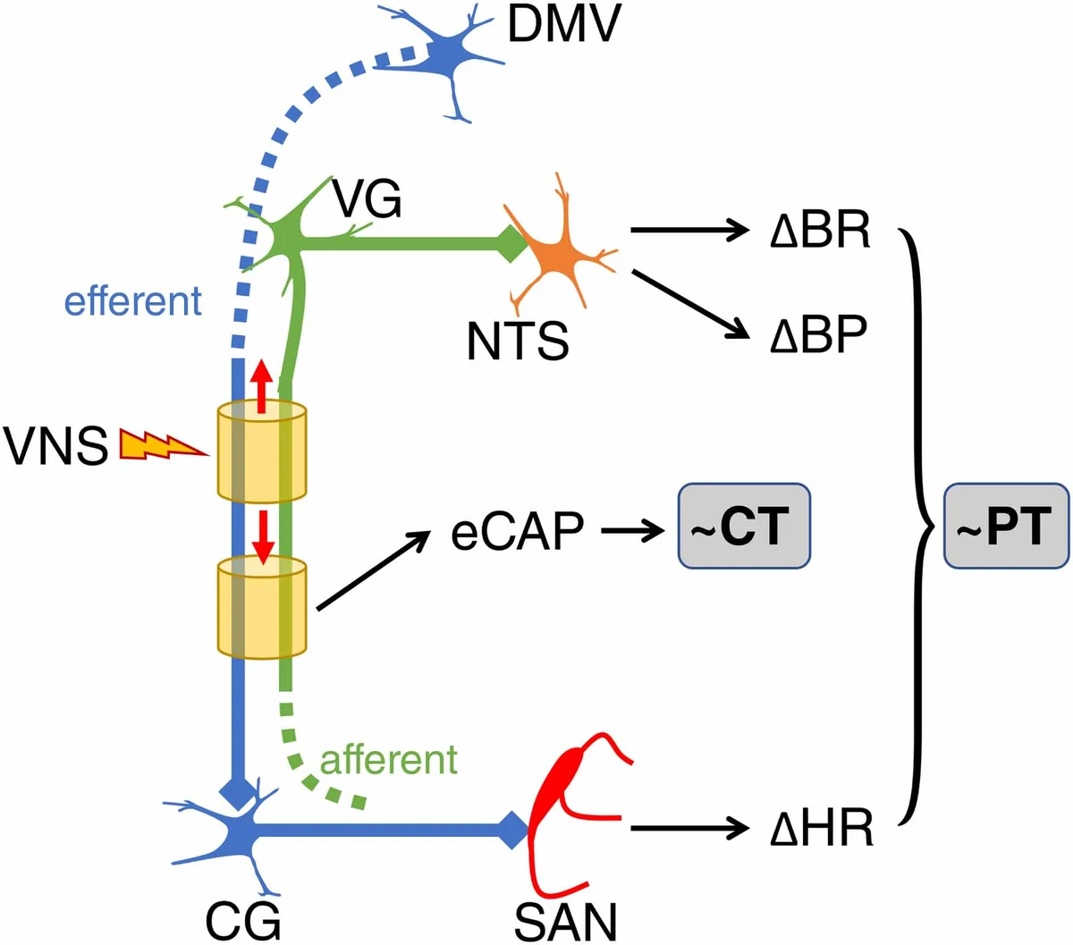 Schematic of a cuff on the vagus nerve: efferent fibers run to cardiac ganglia and the sinoatrial node (change in heart rate); afferent fibers run through the vagal ganglia to the brainstem nucleus of the solitary tract (changes in breathing and blood pressure); the evoked compound action potential defines one threshold and the physiological responses another