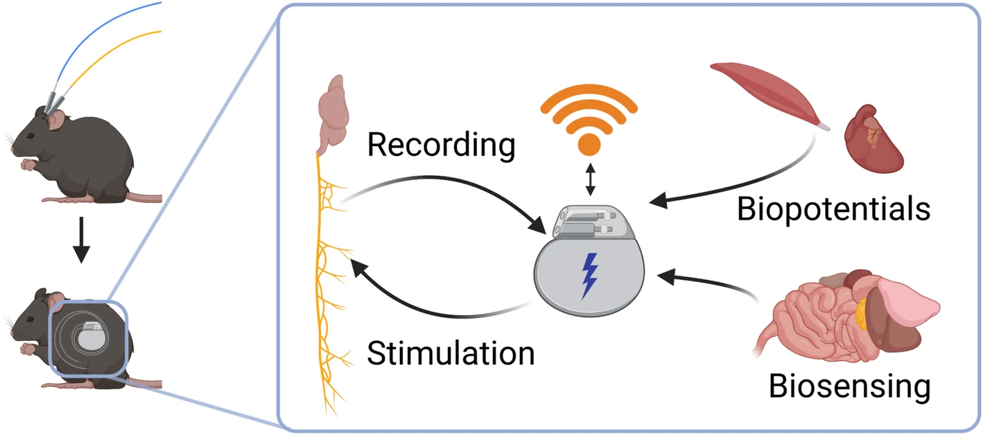 Illustration: a mouse with a tethered head connector becomes a mouse with a fully implanted device; the device records from a nerve, stimulates it, receives biopotentials from muscle and heart and biosensing signals from the abdominal organs, and communicates wirelessly