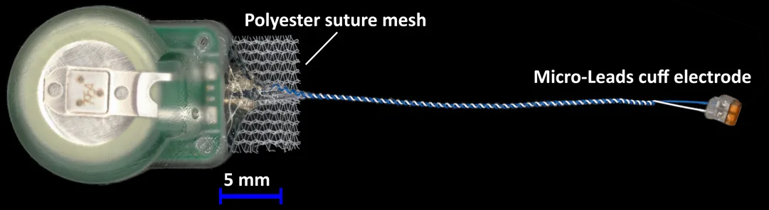 Encapsulated implant with a polyester suture mesh and a lead running to a Micro-Leads cuff electrode, with a 5 mm scale bar