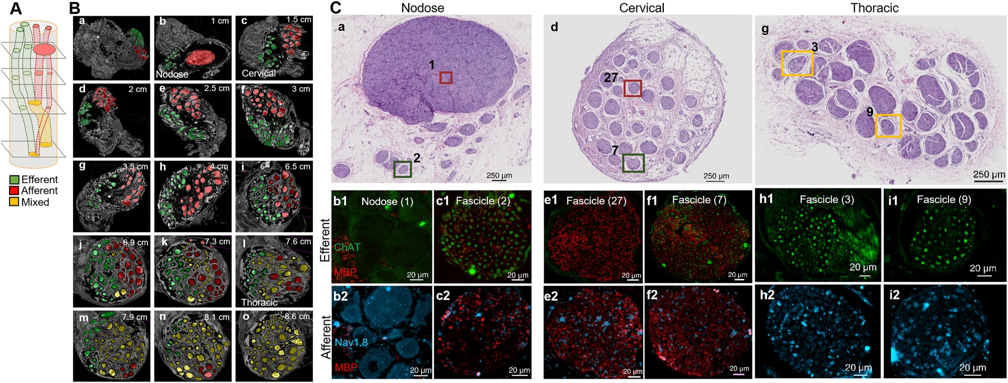 Figure with three parts: a schematic of efferent, afferent and mixed fascicles along the vagal trunk; micro-CT cross-sections at 1 to 8.6 cm from the nodose ganglion with fascicles colored green, red and yellow; and stained sections of the nodose, cervical and thoracic vagus with immunostained close-ups of individual fascicles